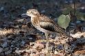Other Birds